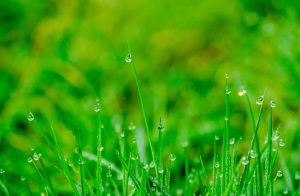 garden rubbish removal