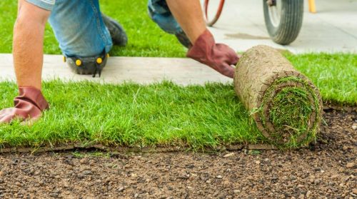 Thicken up a patchy lawn