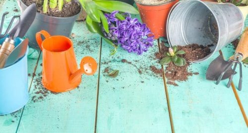Top Spring Gardening Tips