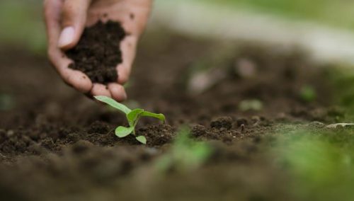 Top Spring Gardening Tips - Time for a spring inspection