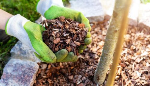 How to Reuse and Dispose of a Christmas Tree - mulch